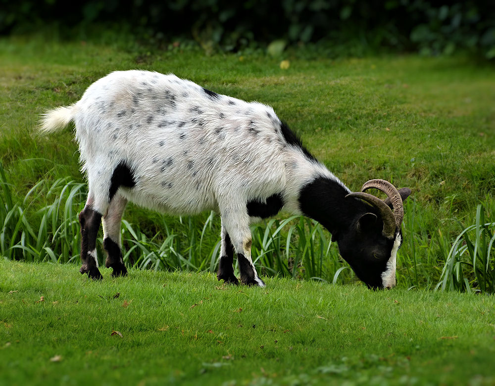 Black and white goat eating grass photo & image | animals ...