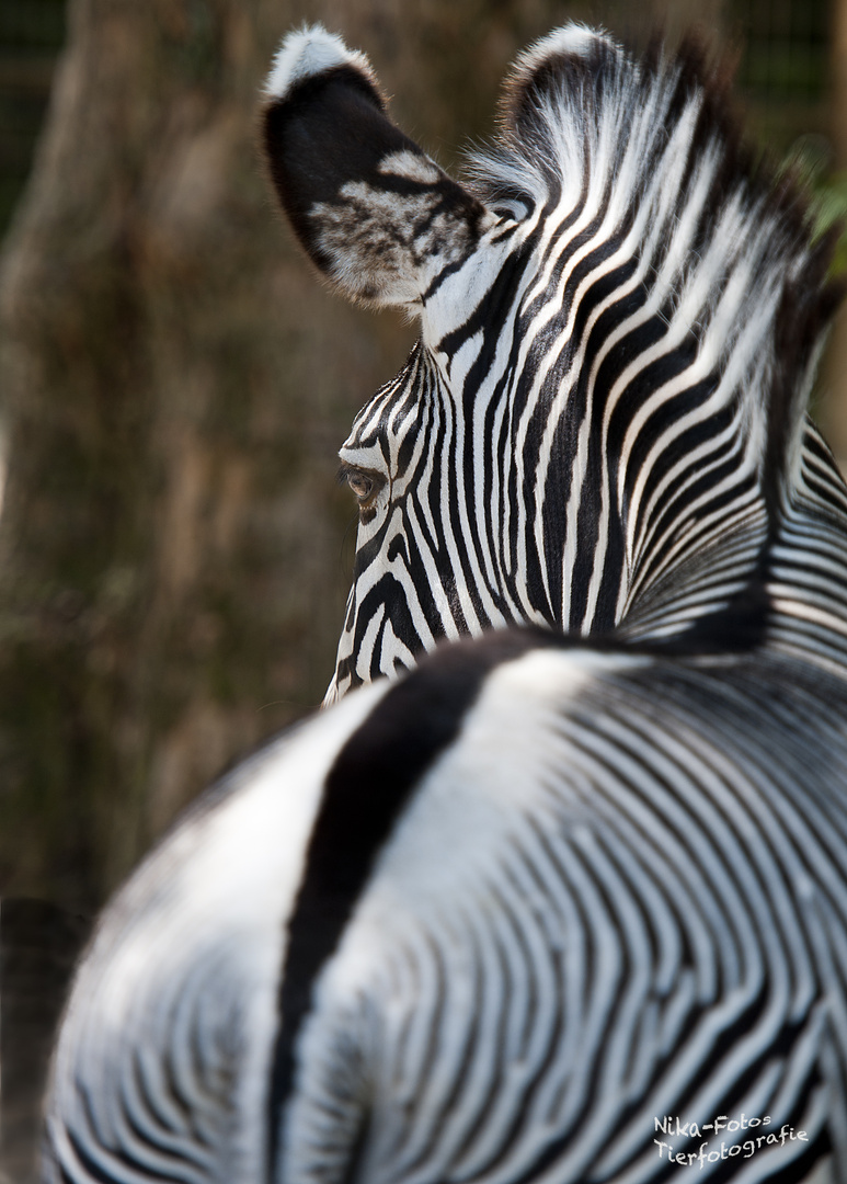 Black and White in Farbe