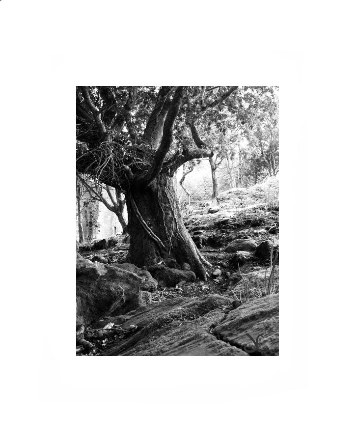 Black and White Irish Landscape Photography. Ancient tree (der uralte Baum) © James Clancy 2009.