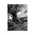 Black and White Irish Landscape Photography. Ancient tree (der uralte Baum) © James Clancy 2009.