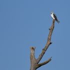 Black and White Kite