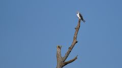 Black and White Kite