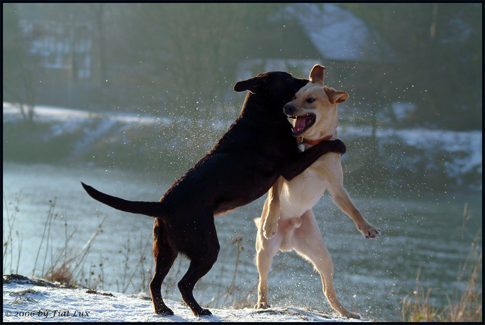 Black and White - lovely fight