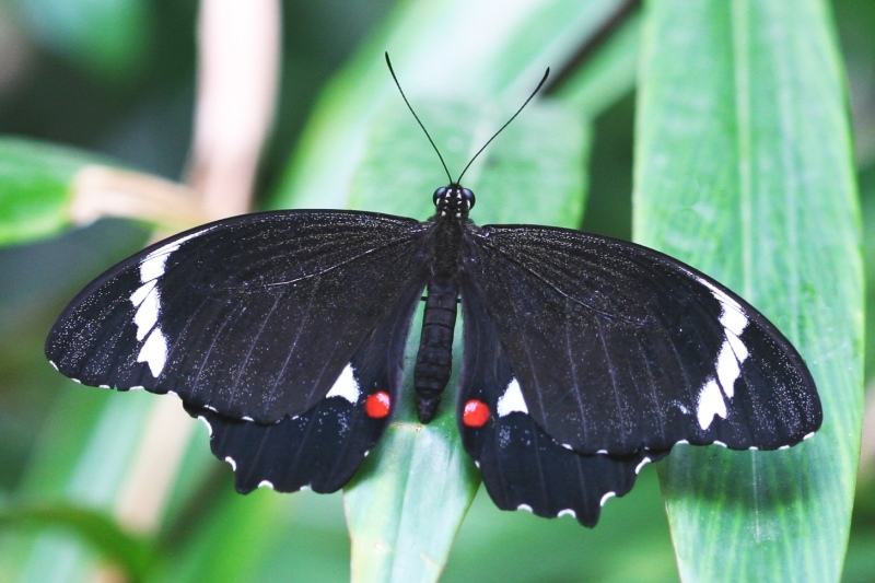 Black and White mit roten Kirschen