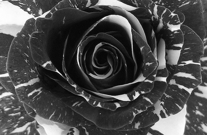 Black and White multi-colored rose