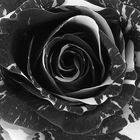 Black and White multi-colored rose