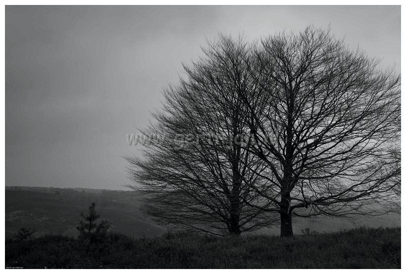 Black and white of a nice landscape (Bosbank Veluwezoom)