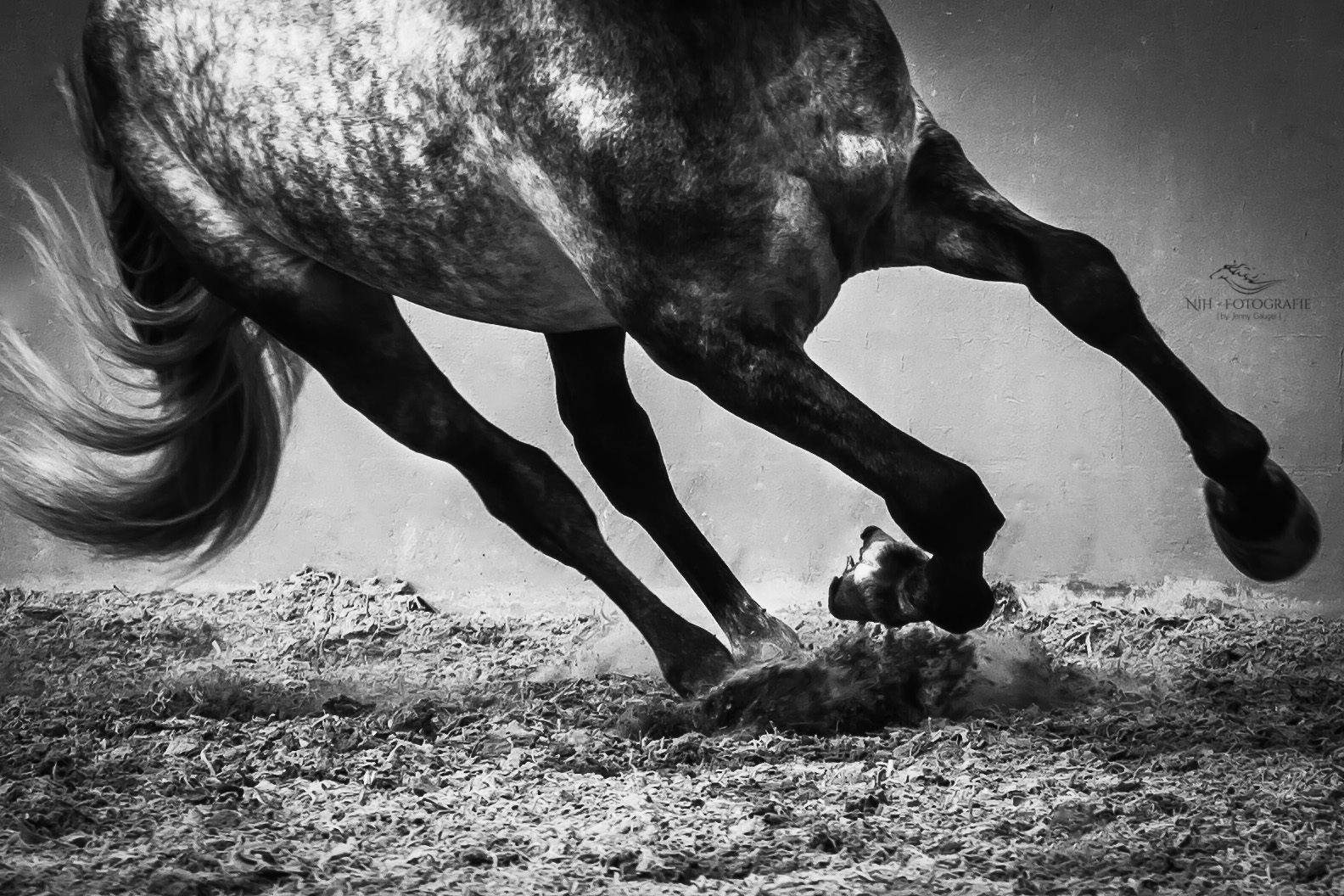 Black and White of an Stallion 