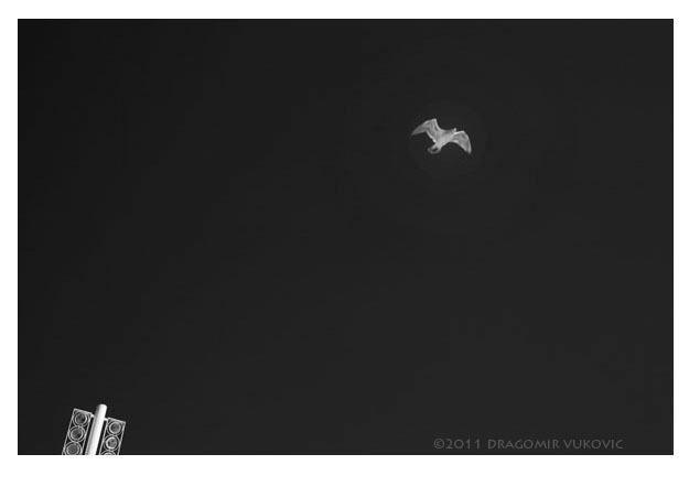 Black And White One