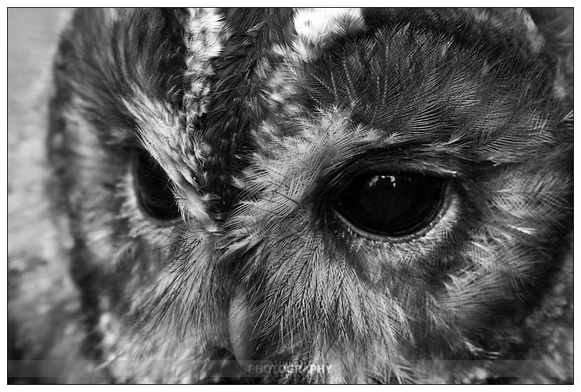 Black and white owl eye
