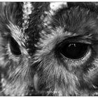 Black and white owl eye