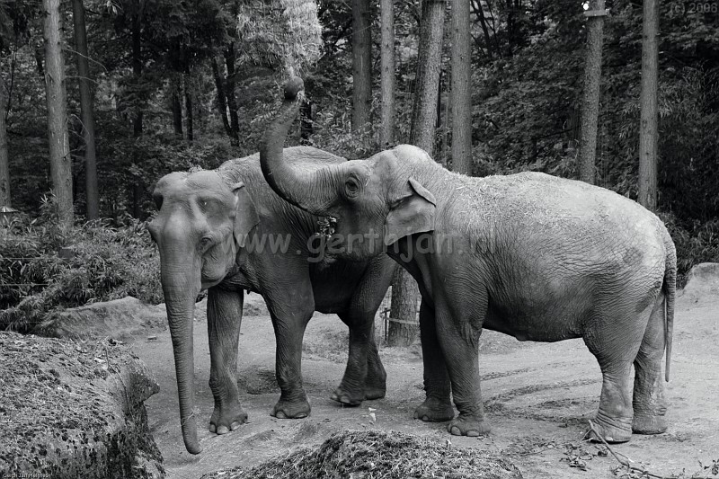 Black and white picture of 2 elephants