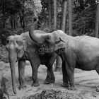 Black and white picture of 2 elephants