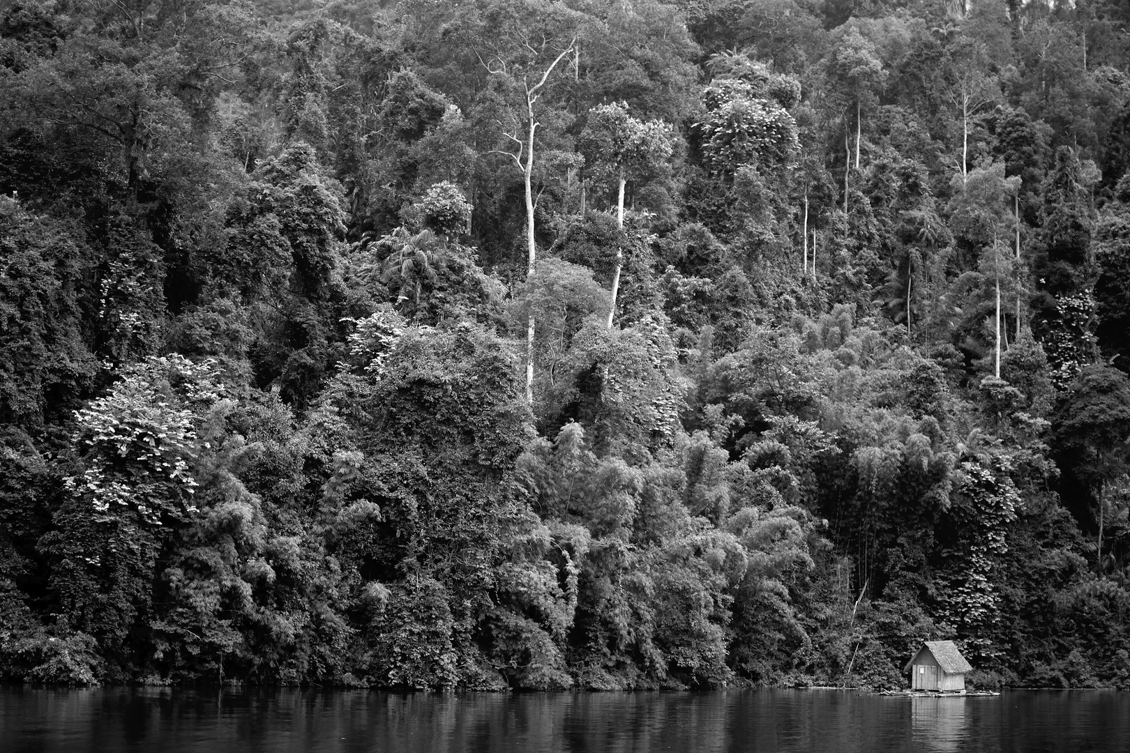 black and white Rainforest