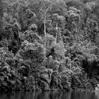 black and white Rainforest