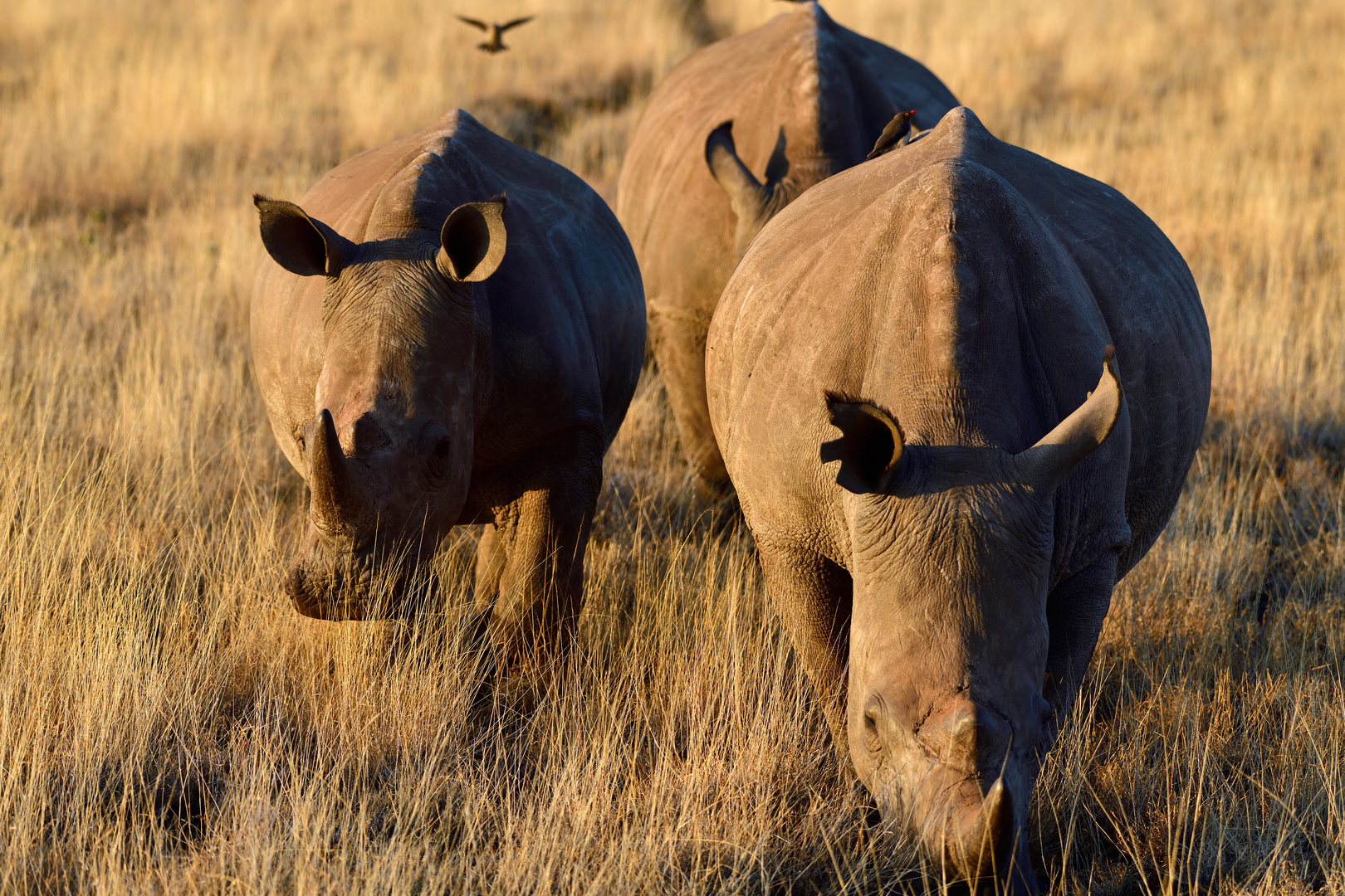 Black and white rhino