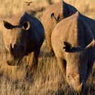 Black and white rhino