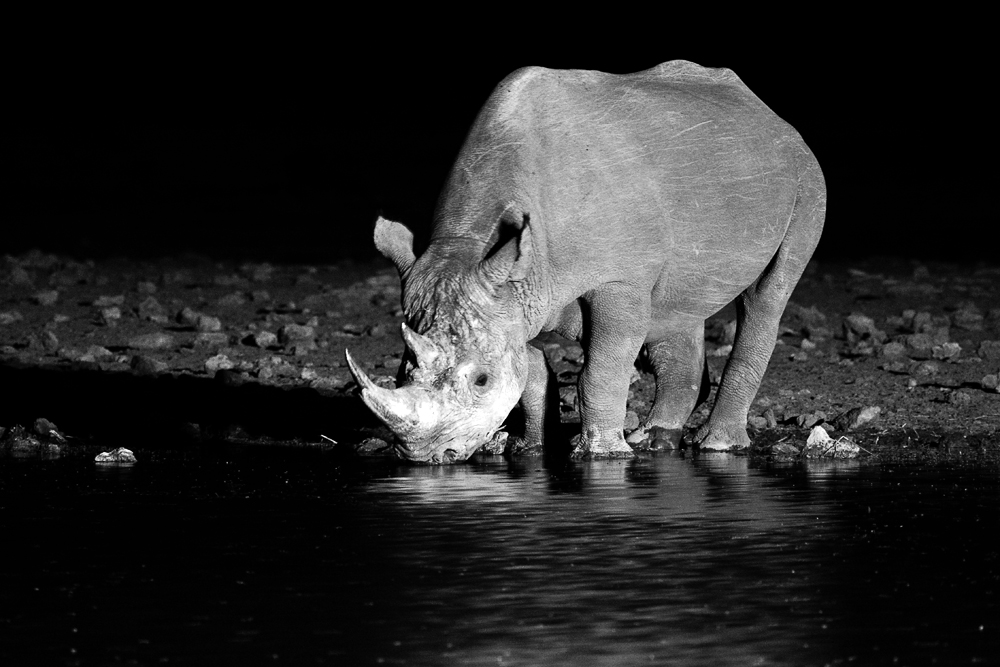 (Black and) White Rhino