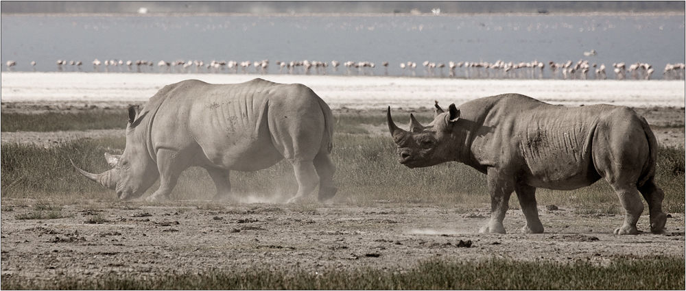 Black and White - Rhino