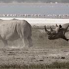 Black and White - Rhino