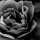 Black and White Rose