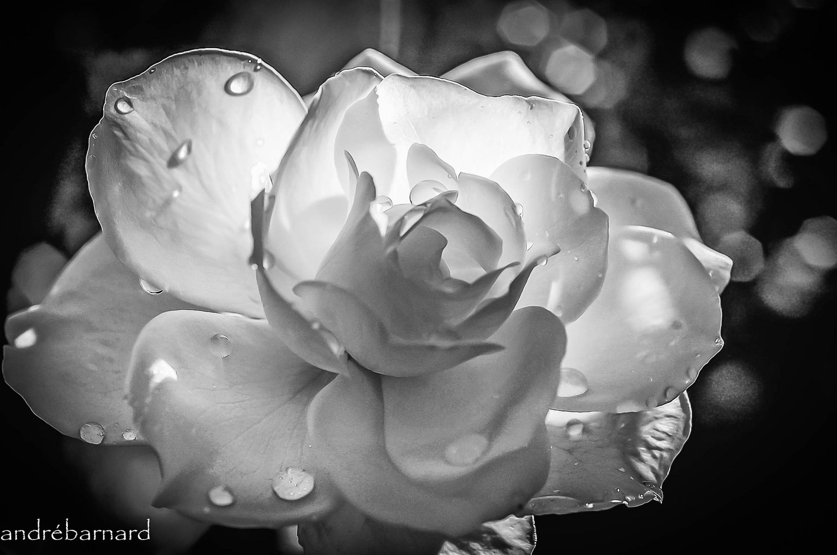 Black and white rose