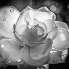 Black and white rose