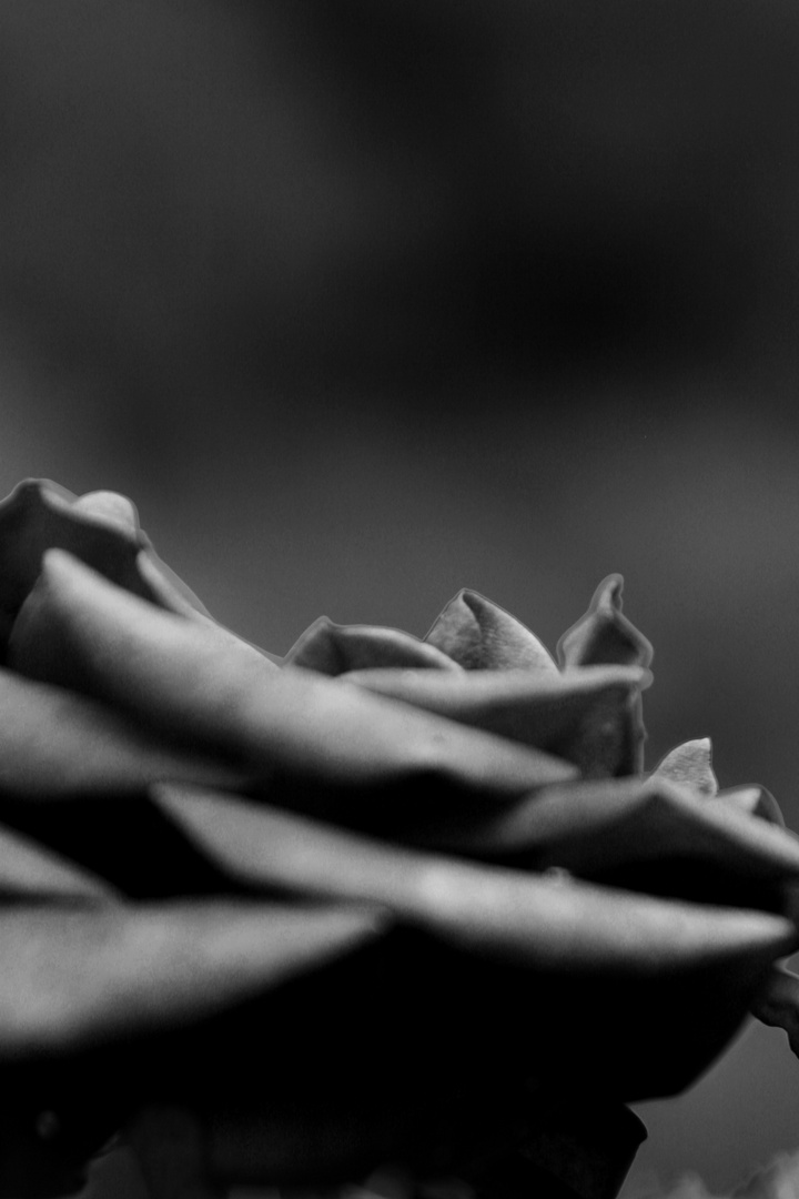 Black and White Rose