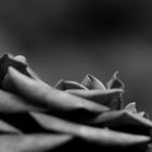 Black and White Rose