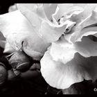 black and white rose