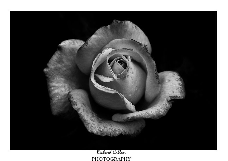 Black and White Rose