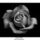 Black and White Rose