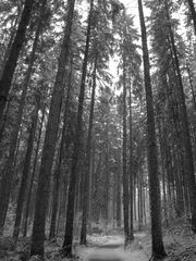 Black and White Snow Forest