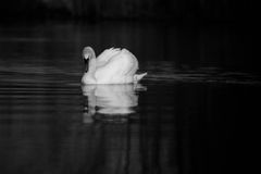 black and white swan