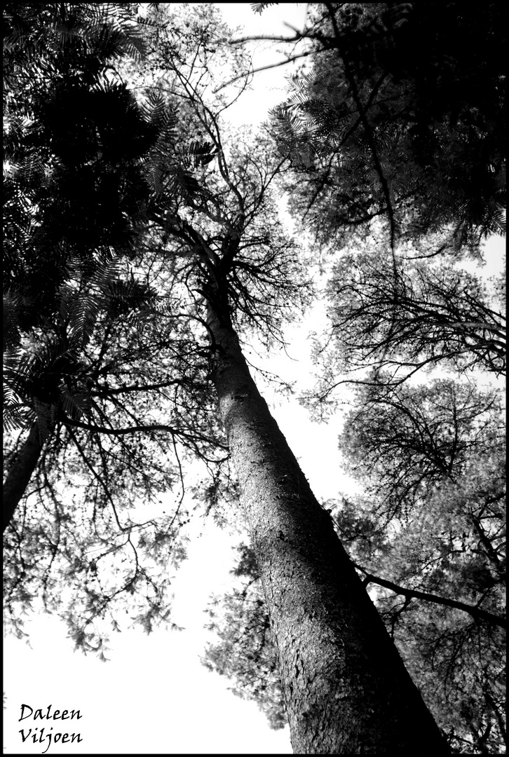 Black and white tree