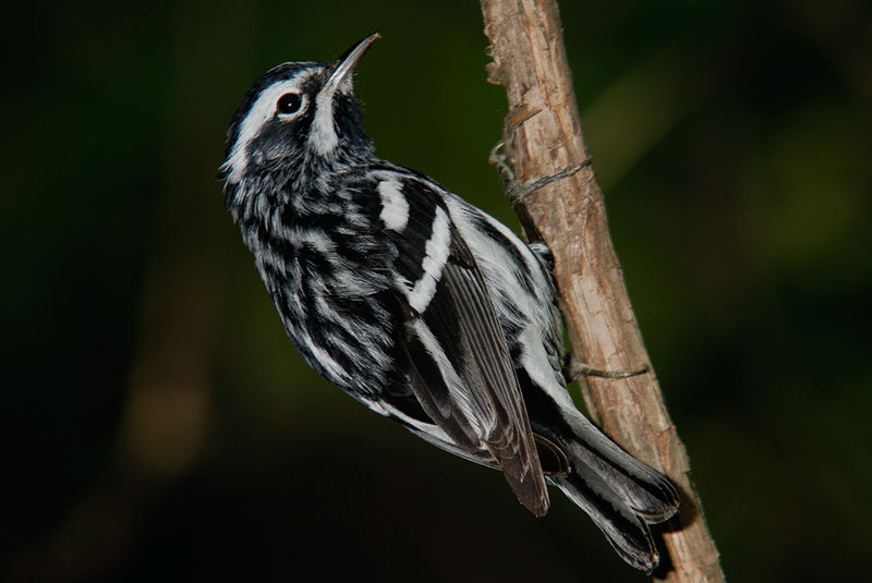 Black-and-white Warbler