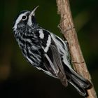 Black-and-white Warbler