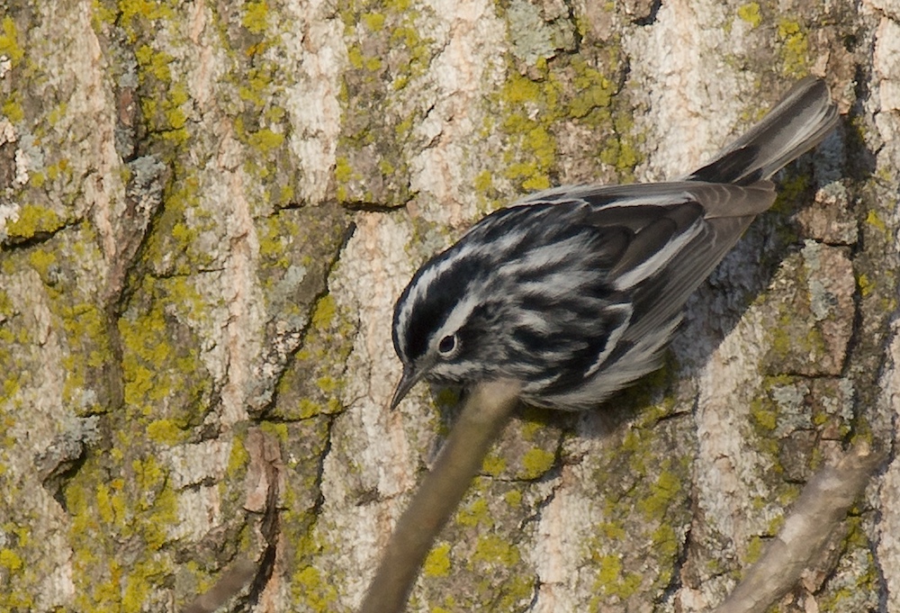 Black-and-white Warbler (Mniotilta varia)