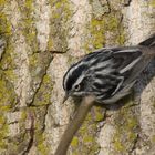 Black-and-white Warbler (Mniotilta varia)