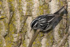 Black-and-white Warbler (Mniotilta varia)