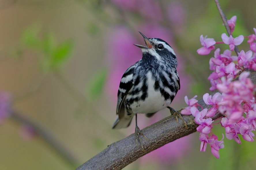 black-and-white warbler - Mniotilta varia