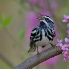 black-and-white warbler - Mniotilta varia