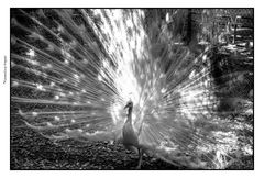 black and white , white peacock