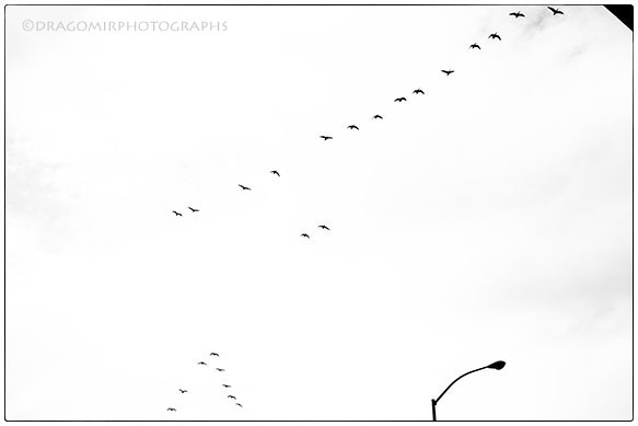 Black And White With Birds 3