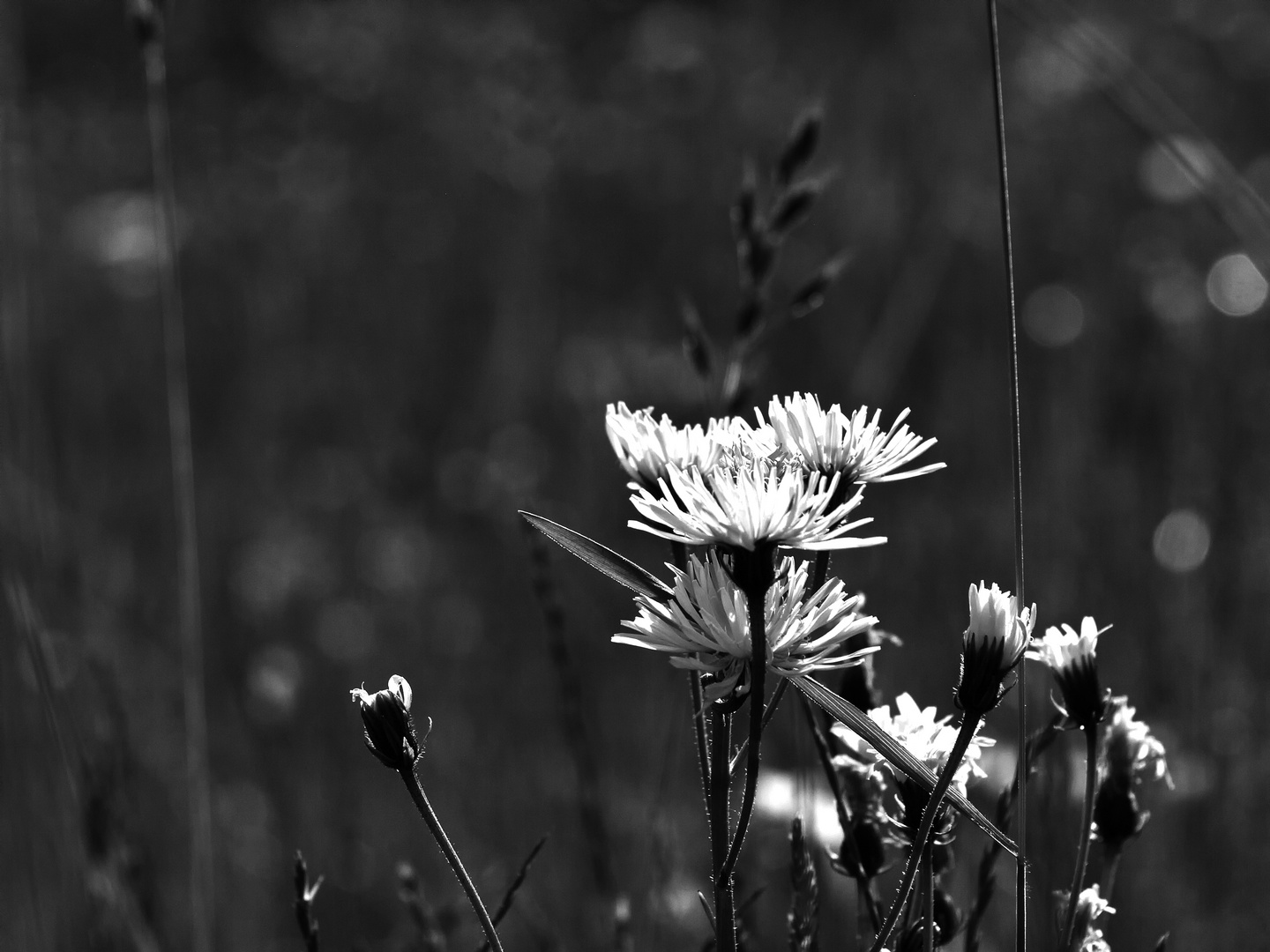 black and white yellows