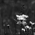 black and white yellows