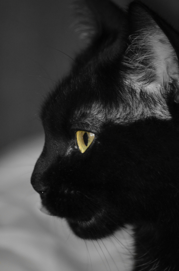 Black and Yellow Cat