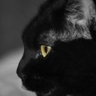 Black and Yellow Cat