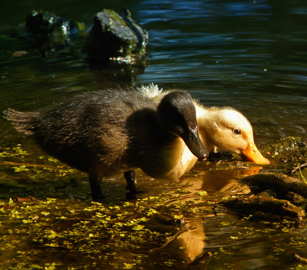 Black and yellow