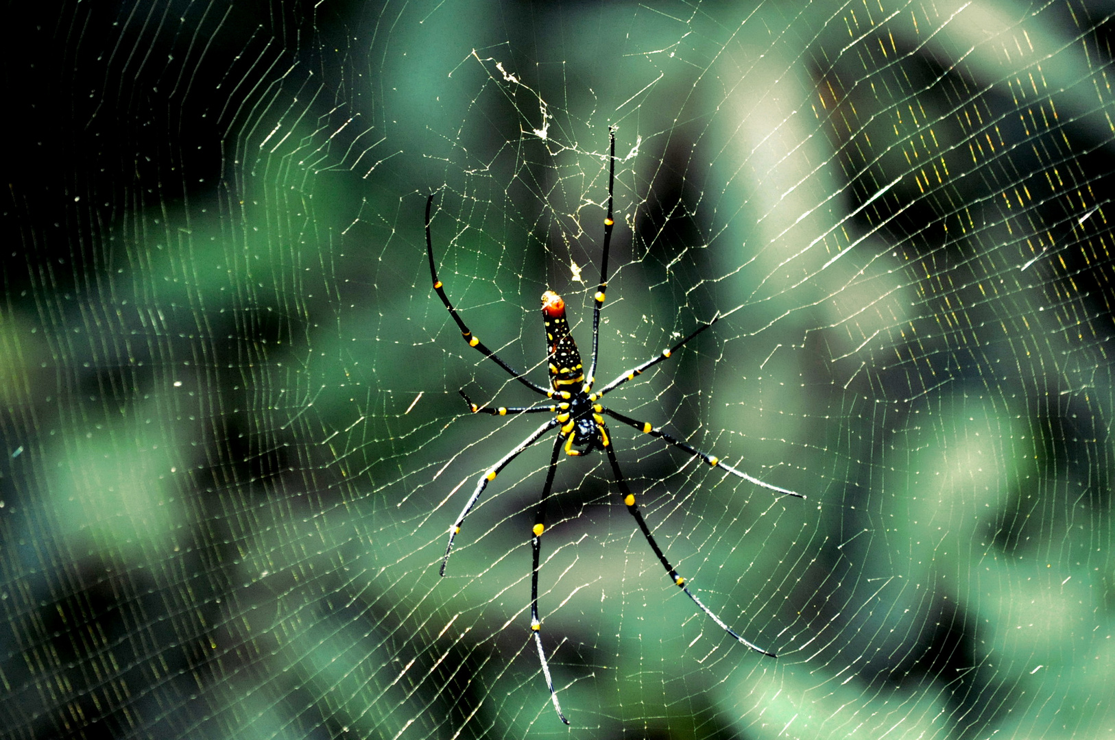 Black And Yellow Spider Foto Bild Tiere Wildlife Spinnen